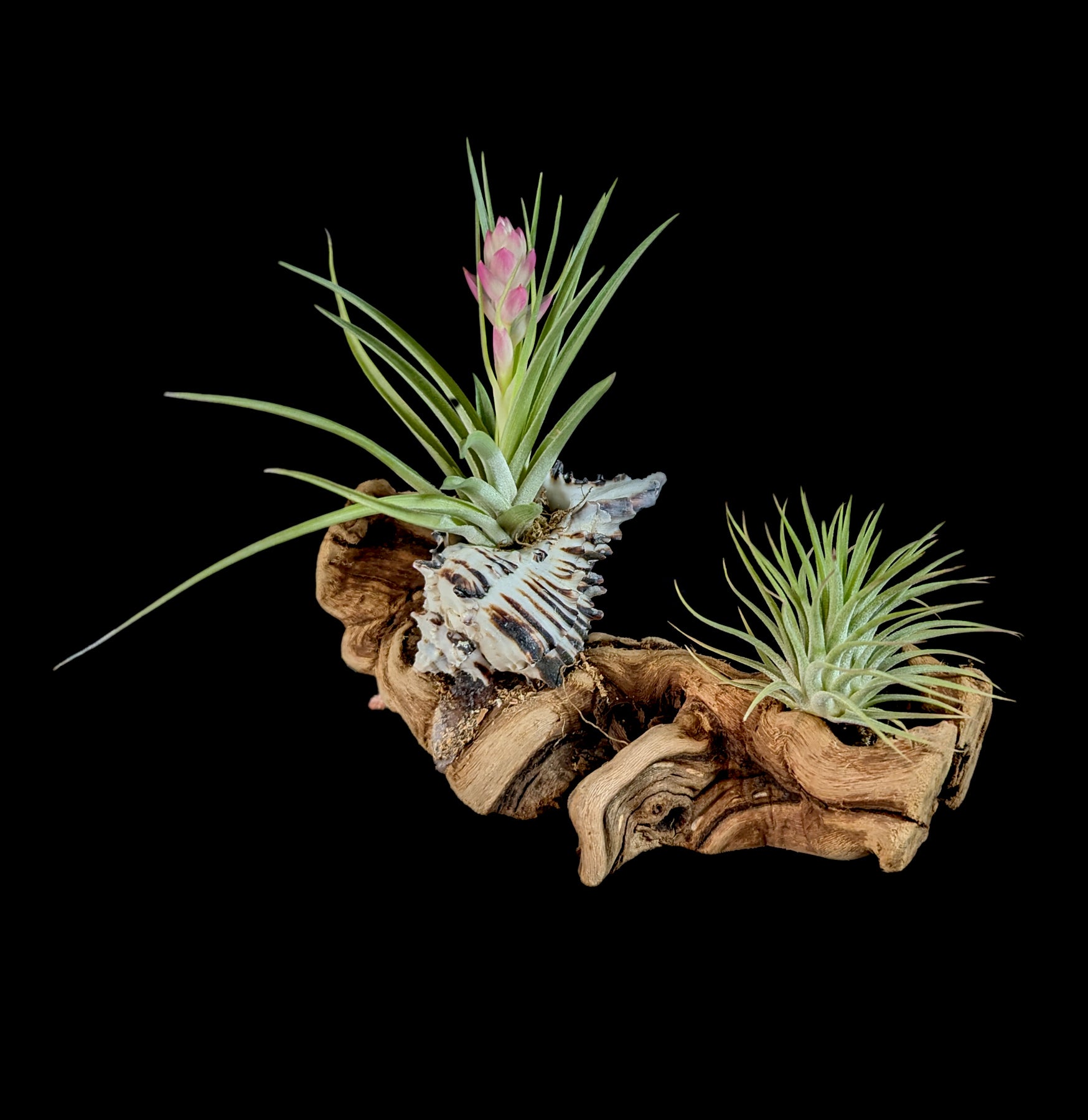 Live Air Plants (Tillandsia) Mounted on Natural Shells - Perfect for Home Decor, Office Spaces & Terrariums