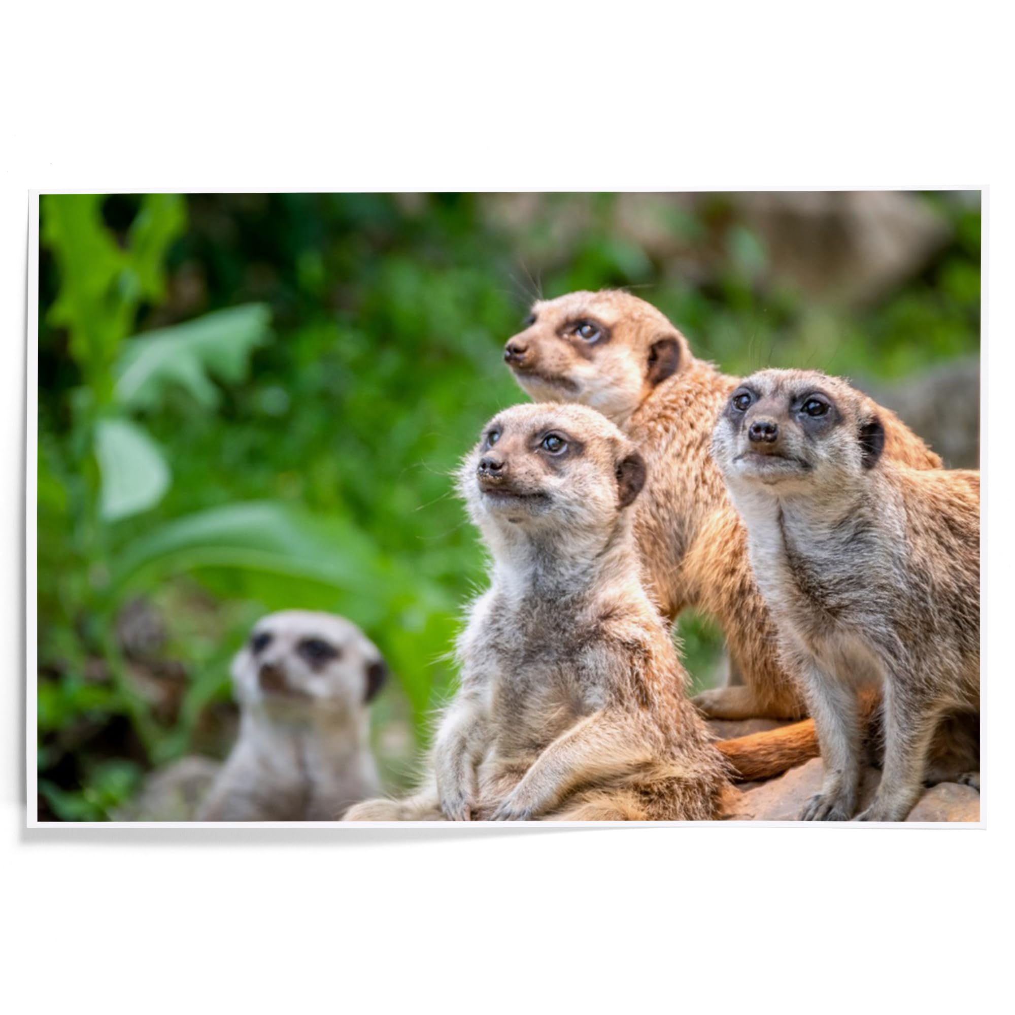 Lantern Press 12x18 Inch Meerkats Art Print - Premium Wall Decor for Living Room, Bedroom & Office - Wildlife Animal Photography Poster