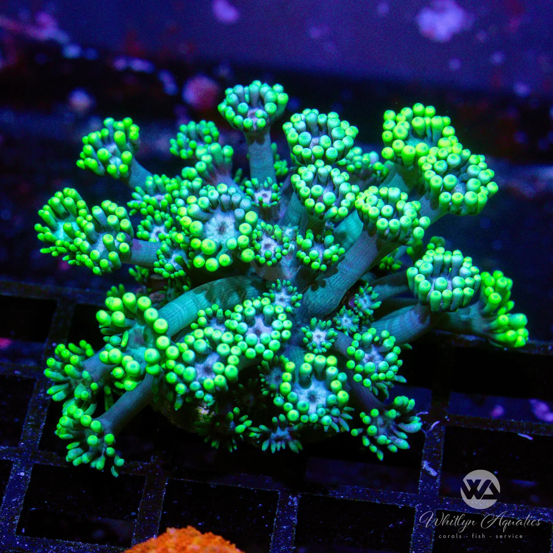 C41 WA Emerald Gem Goniopora Coral - WYSIWYG Live Coral for Saltwater Aquariums | Perfect for Reef Tanks & Marine Displays