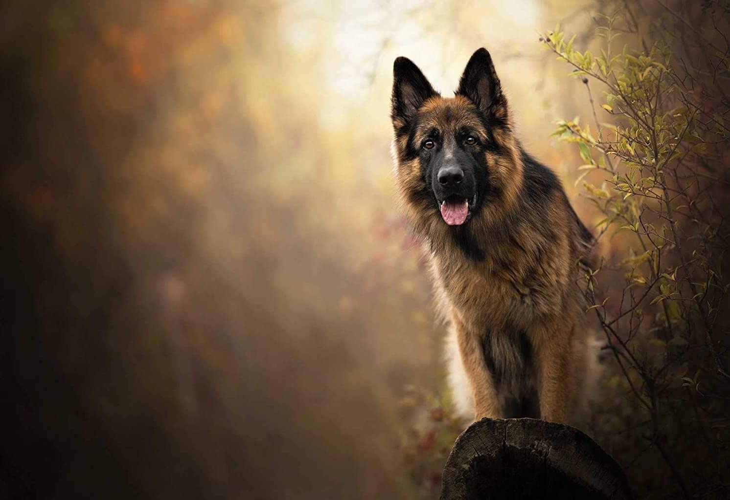 1000 Piece Animal Jigsaw Puzzle for Adults - German Shepherd on Tree DIY Art Craft, Home Wall Decor, Birthday Gift, Stress Relief Toy | Perfect for Relaxation, Family Bonding & Home Decoration