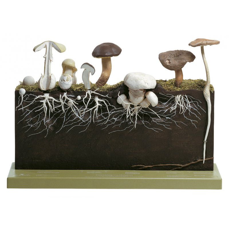 Premium Mushroom Grow Kit - Organic Hat Fungi Cultivation for Home Gardening | Easy Indoor Mushroom Farming for Beginners