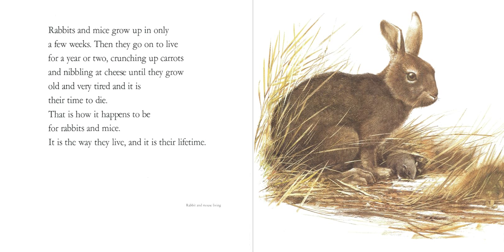 Lifetimes: A Beautiful Children's Book About Death and Loss - Perfect for Explaining Grief to Kids at Home or in School