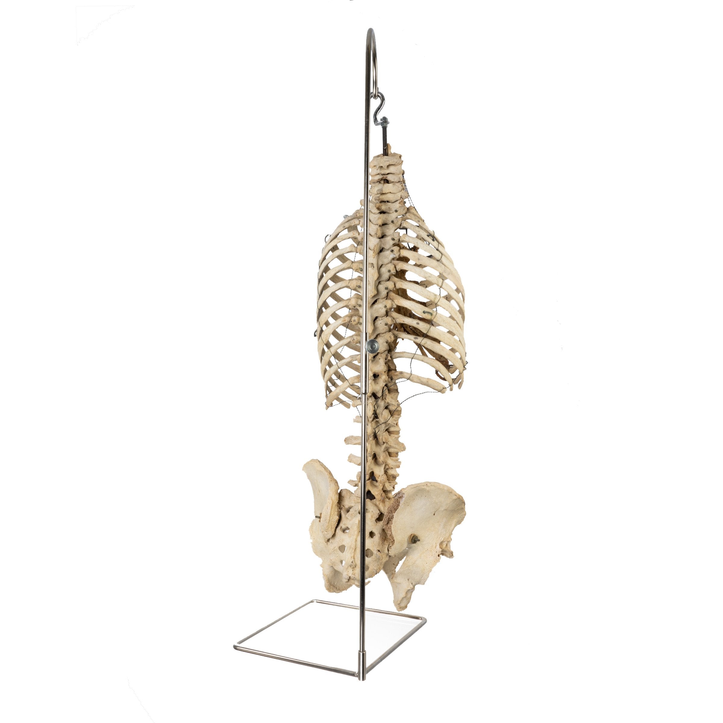 Real Human Torso and Pelvis Model with Stand - Anatomical Study Tool for Medical Students & Doctors - Perfect for Classroom, Lab & Medical Training