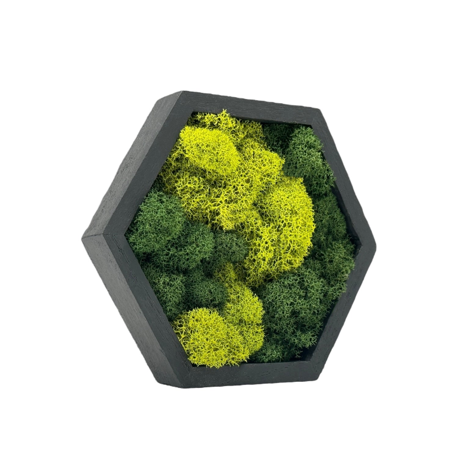 Miniature Wooden Hexagon Decor with Preserved Moss - Perfect for Fairy Gardens, Terrariums & Home Decor