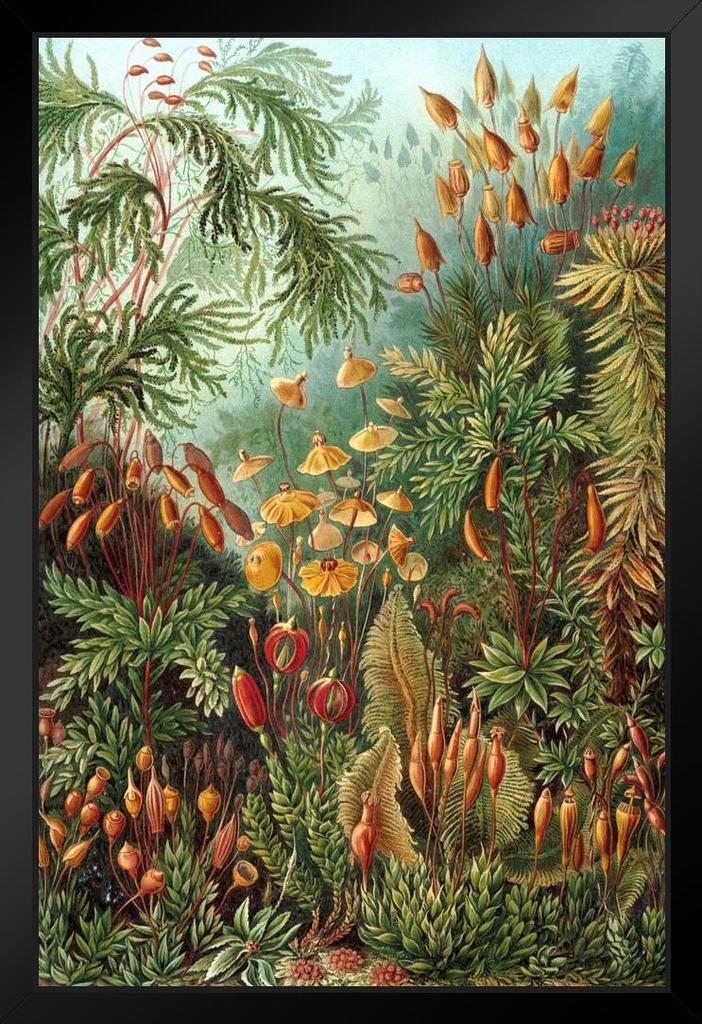 Ernst Haeckel Muscinae Moss Art Print - Large 9x13 Botanical Wall Decor with Wood Frame | Nature-Inspired Plant Art for Living Room, Bedroom & Office | Boho Aesthetic Poster for Home or Gift