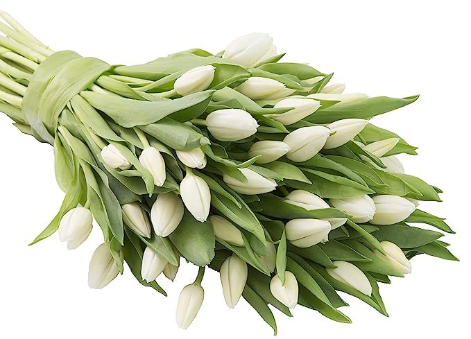 KaBloom Fresh White Tulips Bouquet - 30 Stems for Mother's Day, Birthday, Anniversary, Sympathy, Get Well, Thank You & Valentine's Day Gifts | Perfect for Home Decor, Wedding Centerpieces & Special Occasion Flower Arrangements
