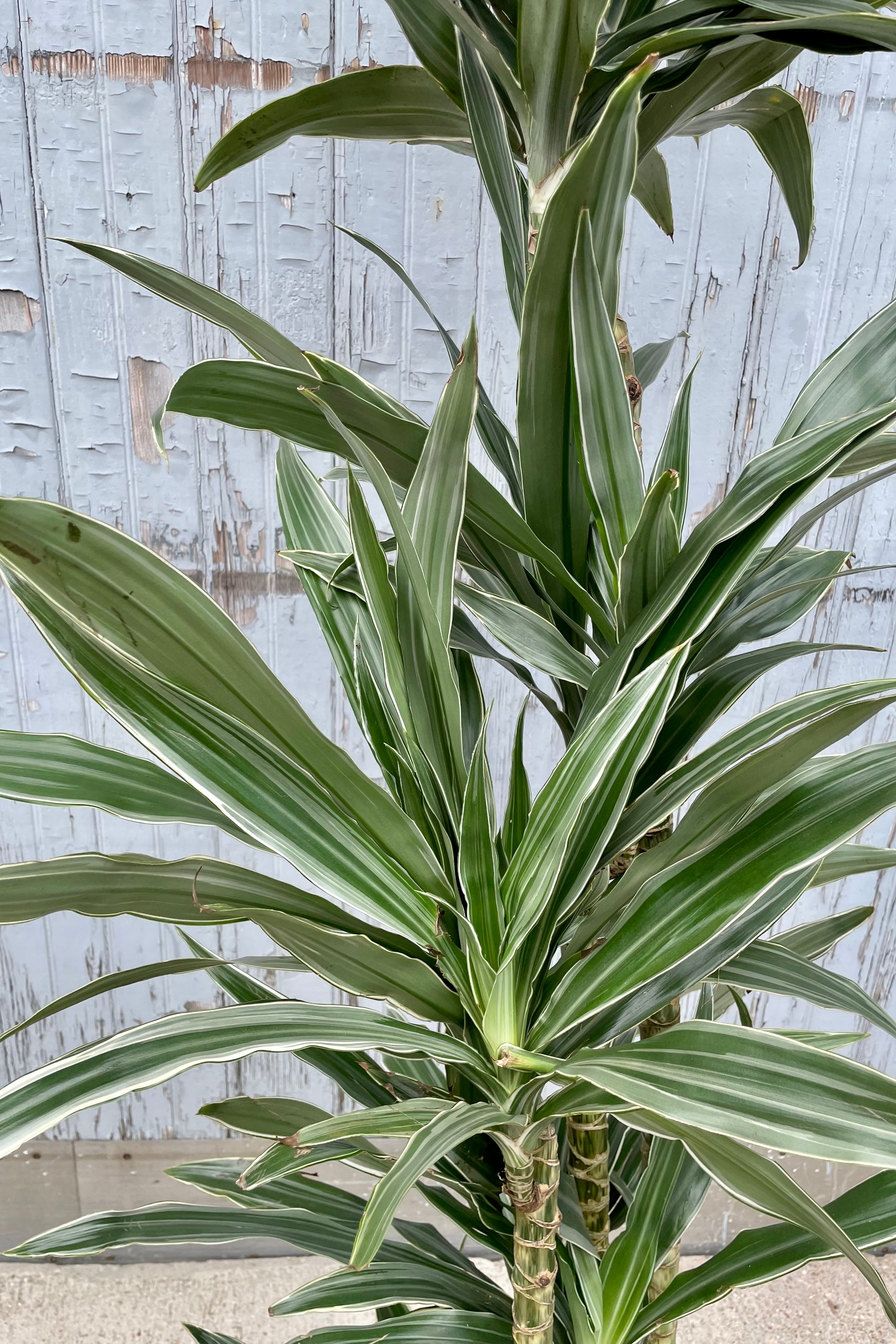Dracaena 'Warneckii' Live Plant - Easy Care Indoor Houseplant with Cut Back Cane #3 - Perfect for Home, Office, and Low Light Spaces