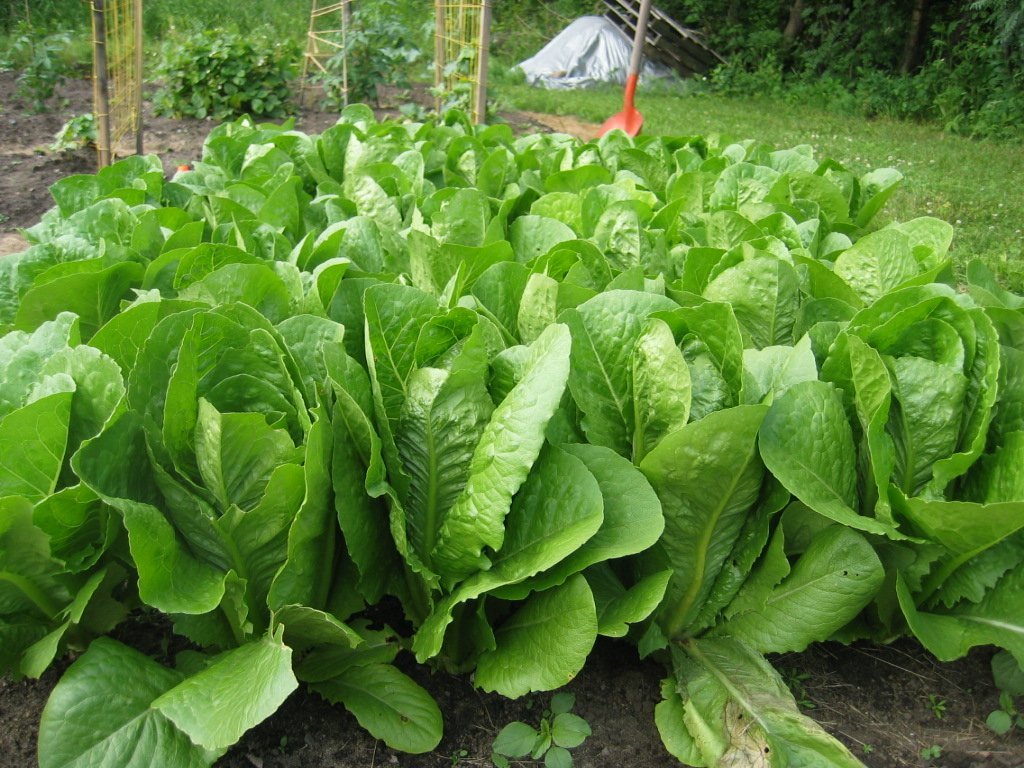 Organic Romaine Lettuce Seeds in Bulk - 5 LB Pack | Non-GMO, Heirloom Seeds for Home Gardening, Hydroponics & Commercial Farming | Perfect for Salads, Sandwiches & Healthy Eating
