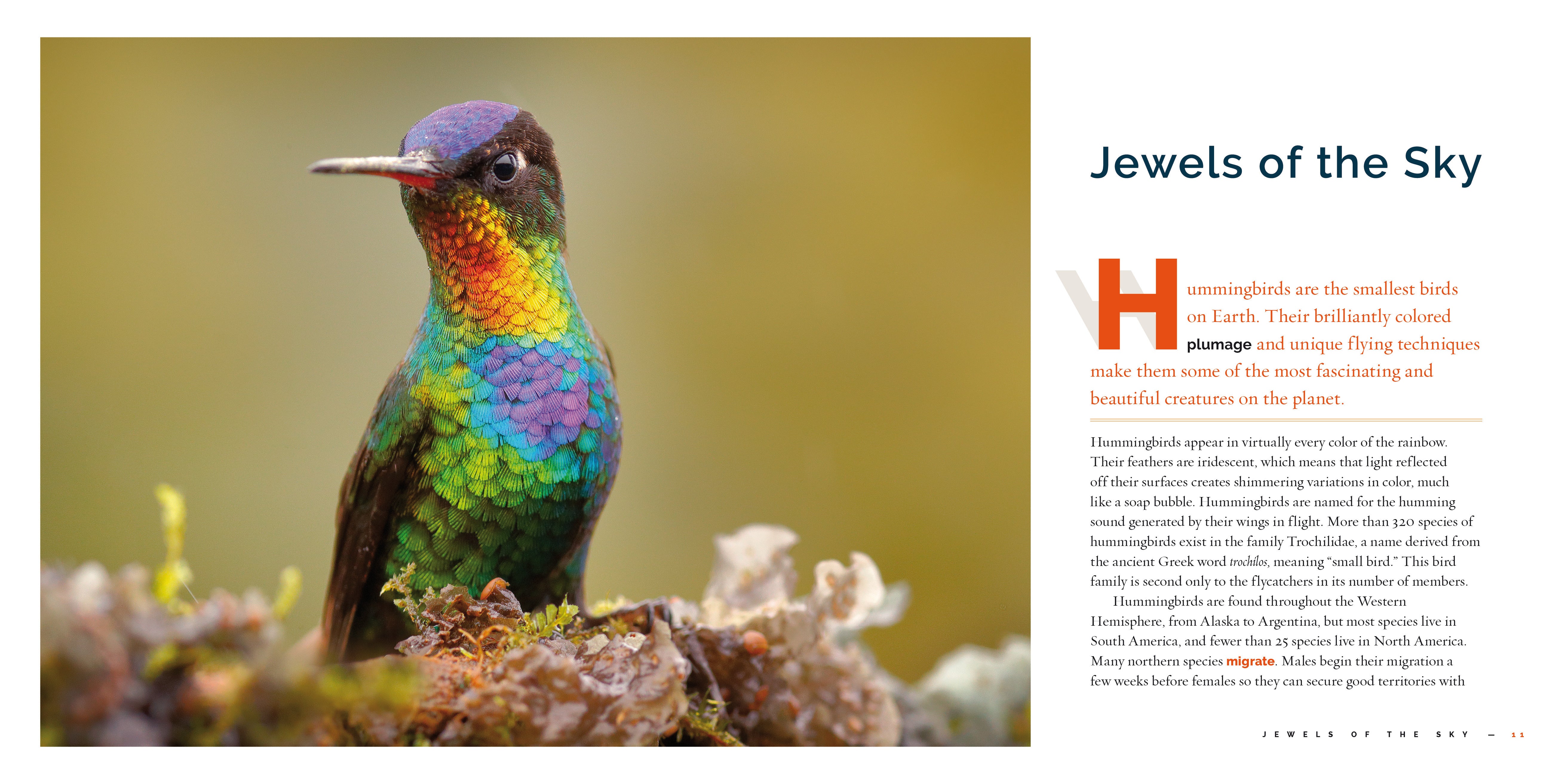 Hummingbirds Book 9781640266001 - Explore the Fascinating World of Hummingbirds | Perfect for Bird Lovers & Nature Enthusiasts