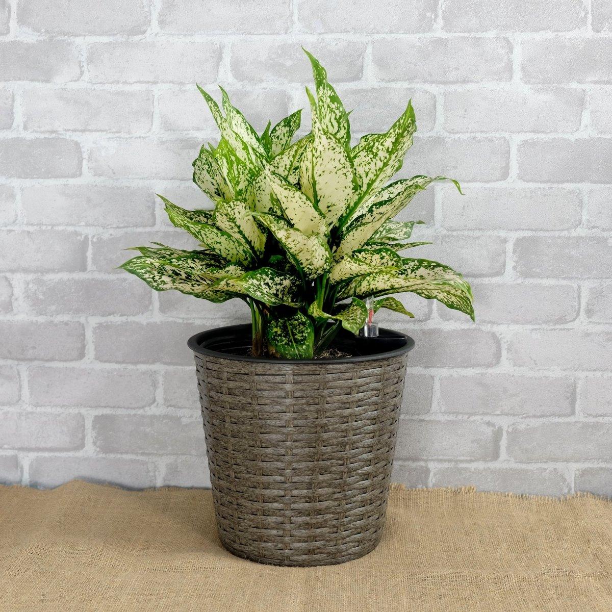2 Pack Catleza Self-Watering Wicker Planters - Round Decorative Flower Pots for Indoor & Outdoor Use - Perfect for Home, Office, Patio, and Garden Decor