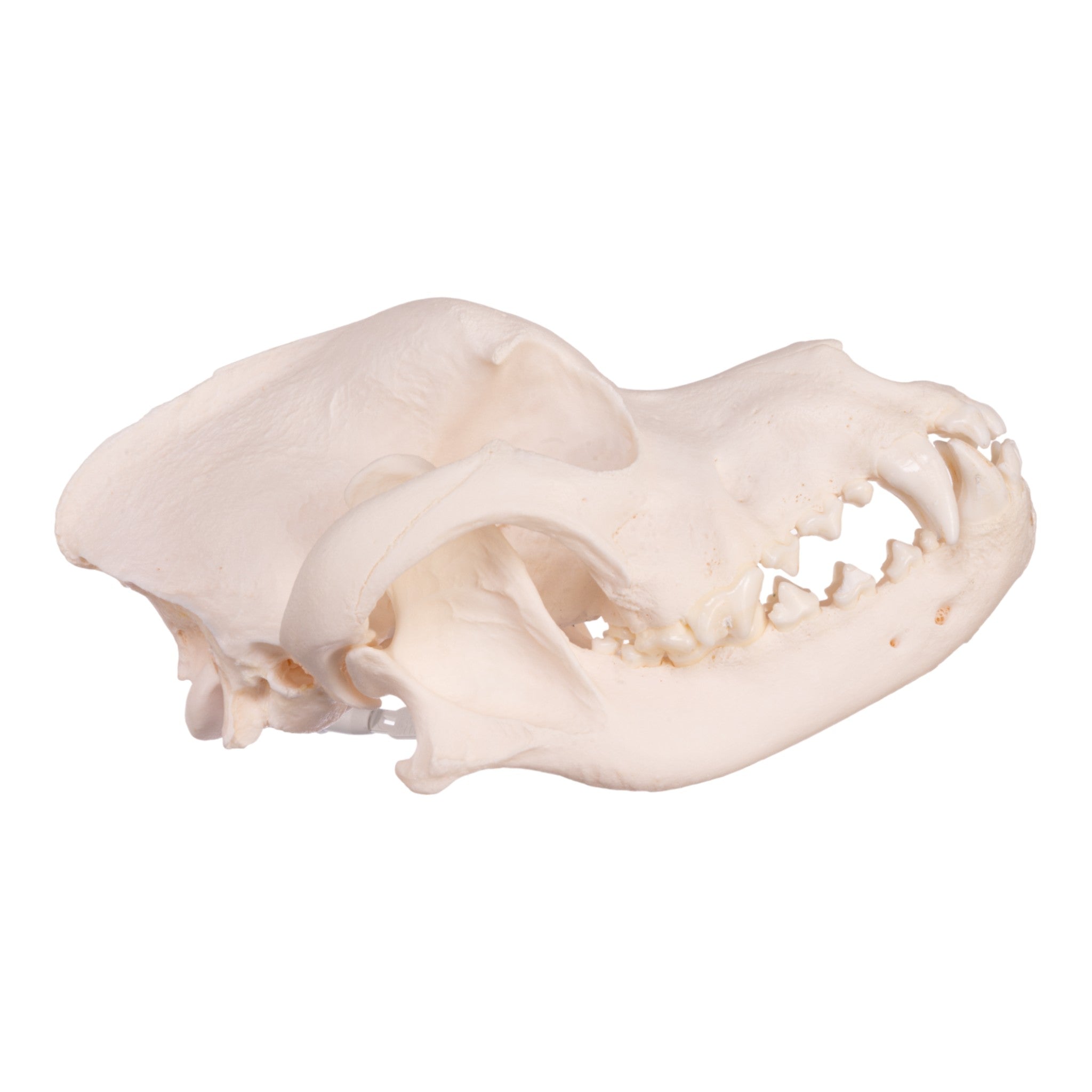 Authentic Rottweiler Dog Skull - Real Domestic Canine Specimen for Veterinary Study, Taxidermy & Halloween Decor