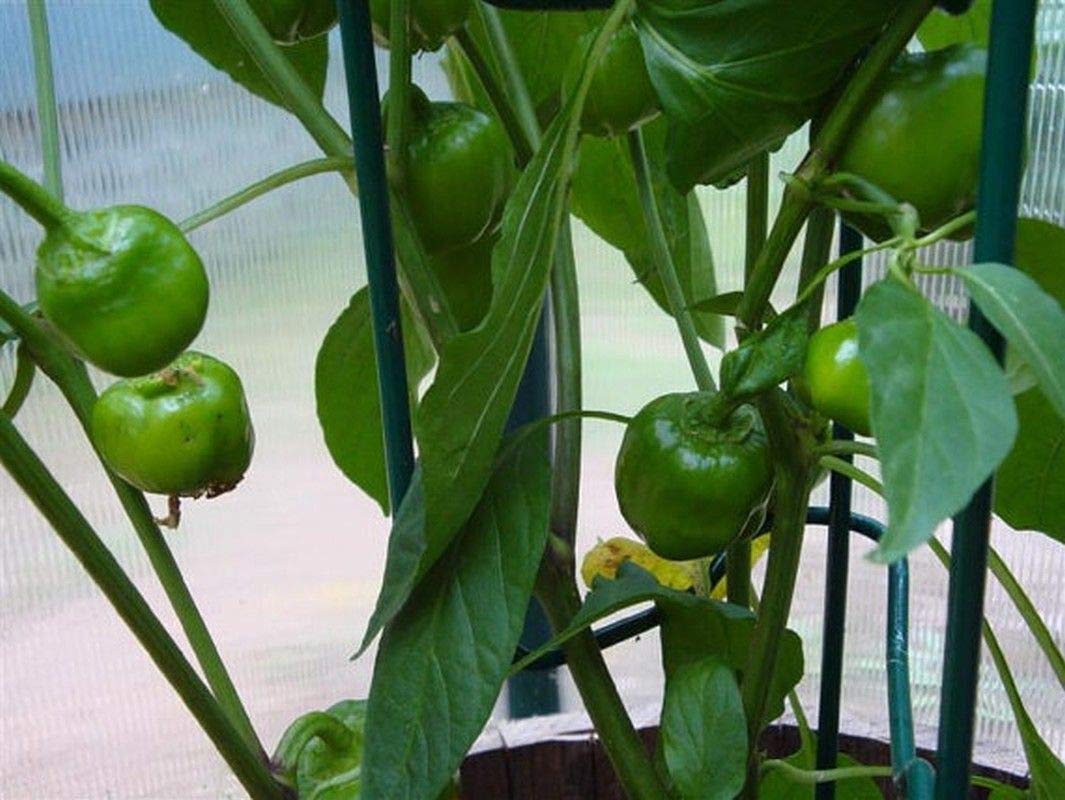 Organic Mini Chocolate Sweet Bell Pepper Seeds - Non-GMO, Heirloom Variety for Home Garden, Salads, Stuffing & Cooking (100 Seeds) | Perfect for Container Gardening, Urban Farming & Healthy Recipes
