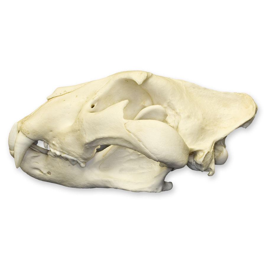 Extra Large Replica African Lion Skull - Lifelike Animal Skull Decor for Home, Office & Halloween Displays