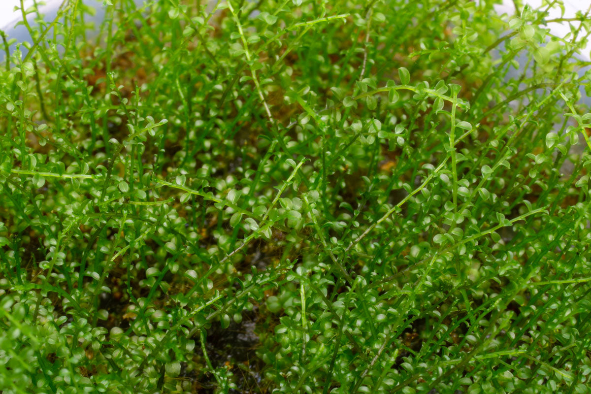 Premium Pearl Moss for Terrariums & Fairy Gardens - Natural Decorative Moss for DIY Plant Displays, Miniature Landscapes & Home Decor