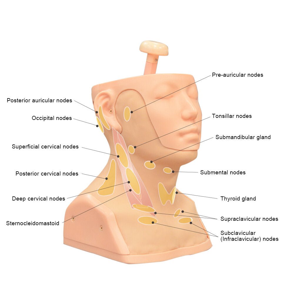 Professional Head and Neck Palpation Trainer - Medical Training Model for Physical Therapy & Chiropractic Practice - Perfect for Anatomy Study & Clinical Skill Development