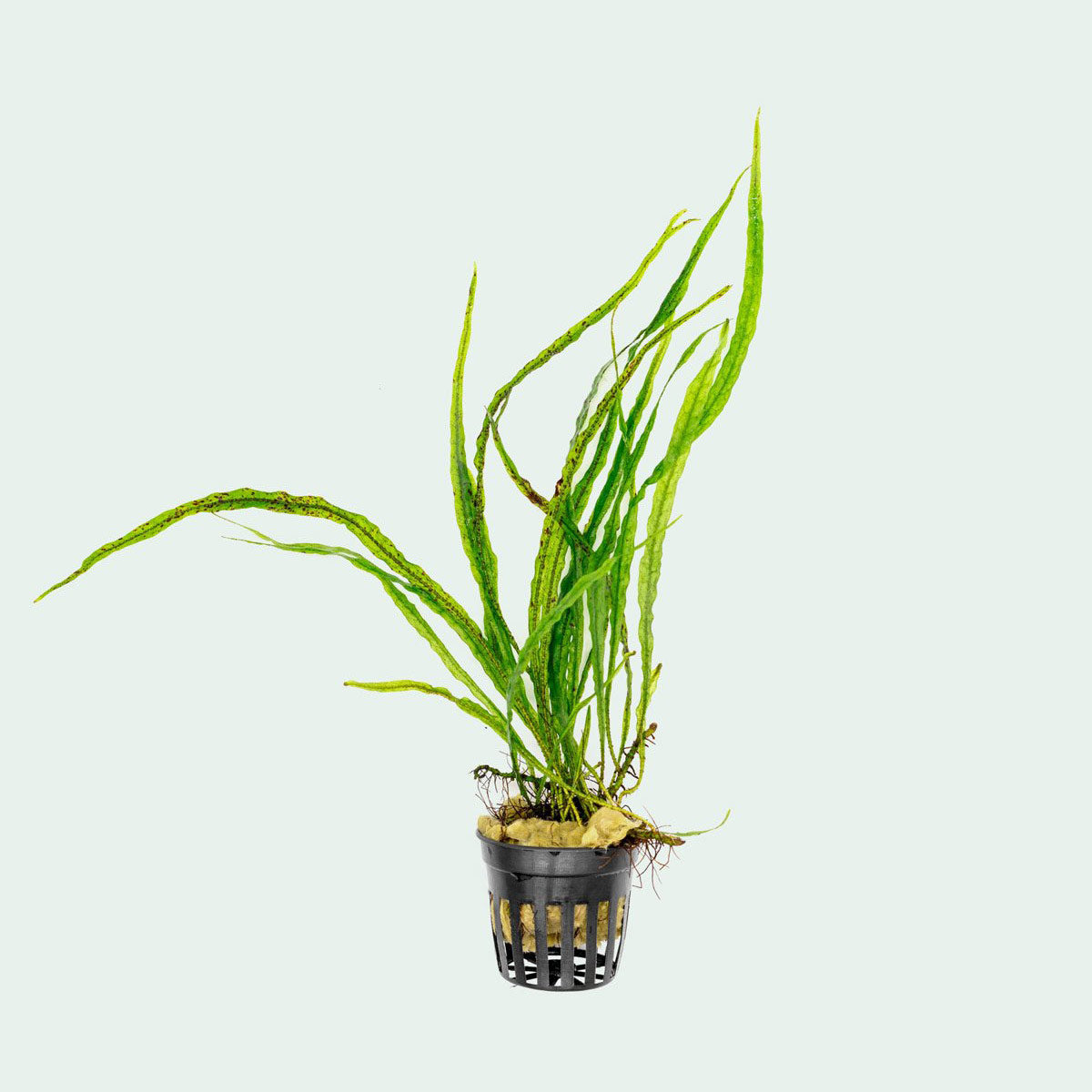 Microsorum Pteropus Needle Leaf - Live Aquatic Plant for Freshwater Aquariums | Low Light & Easy Care | Perfect for Nano Tanks, Aquascaping & Shrimp Habitats