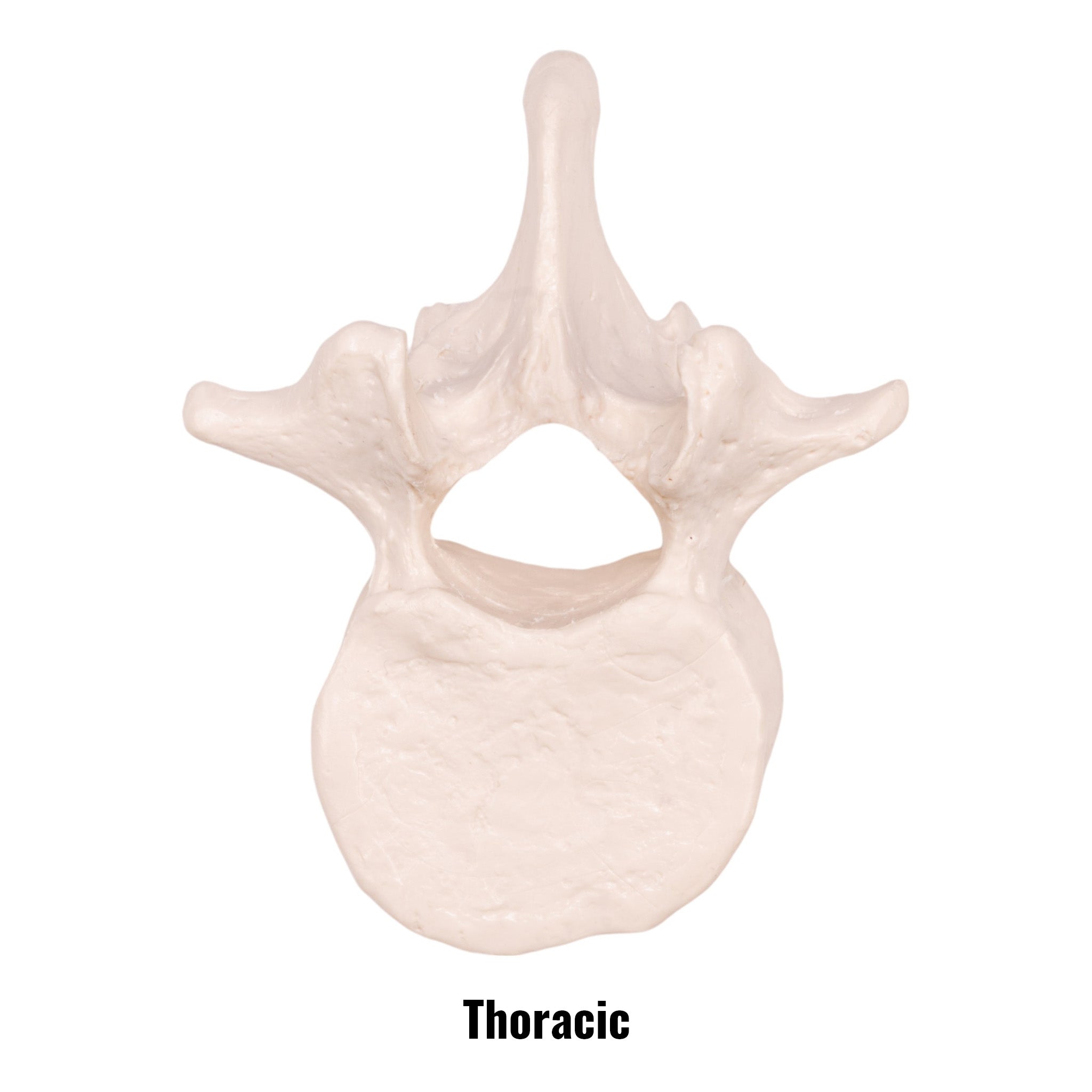 Replica Human Vertebra - Single Vertebrae Model for Anatomy Study, Medical Education & Science Classroom Display