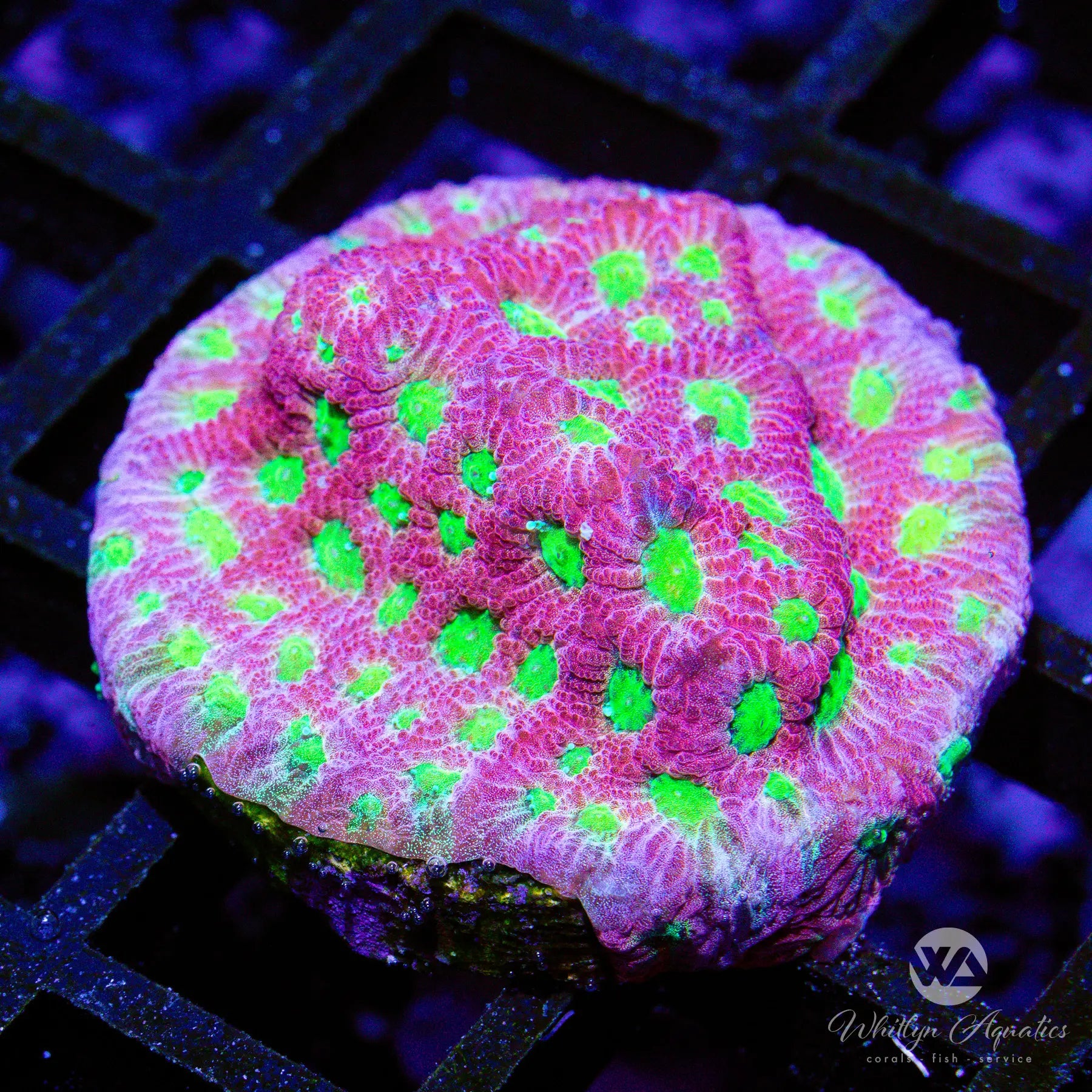 D45 Dayglo Favia Coral - WYSIWYG Live Coral for Saltwater Aquariums | Vibrant Reef Tank Decoration | Perfect for Marine Fish Tanks & Coral Propagation