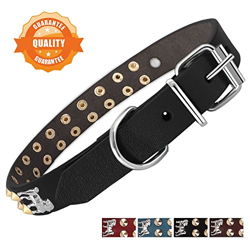 Black,Stud & puppy