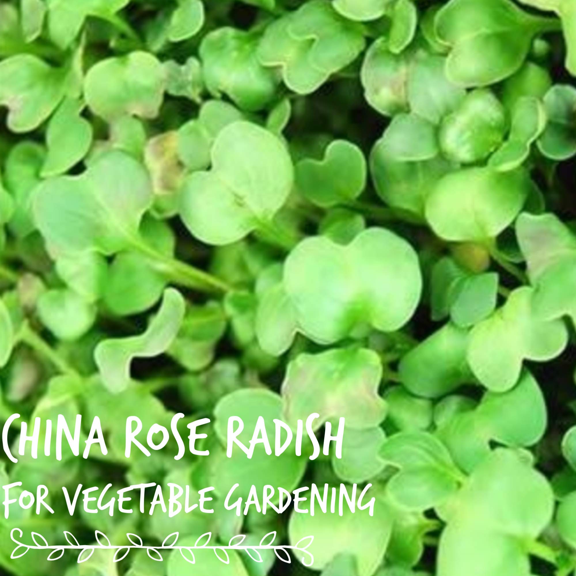 Premium Non-GMO China Rose Radish Sprouting Seeds - 25 Lb Bulk for Microgreens, Home Gardening & Hydroponics | Fast-Growing, High-Yield Vegetable Seeds for Salads, Juicing & Healthy Eating