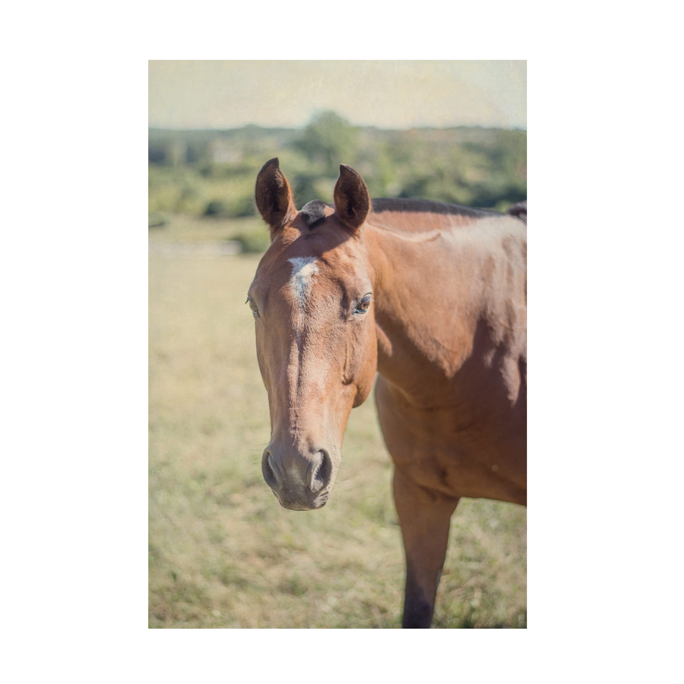 Trademark Fine Art 'Polo Pony II' by Elizabeth Urquhart - Premium Canvas Wall Art for Living Room, Bedroom & Office Decor