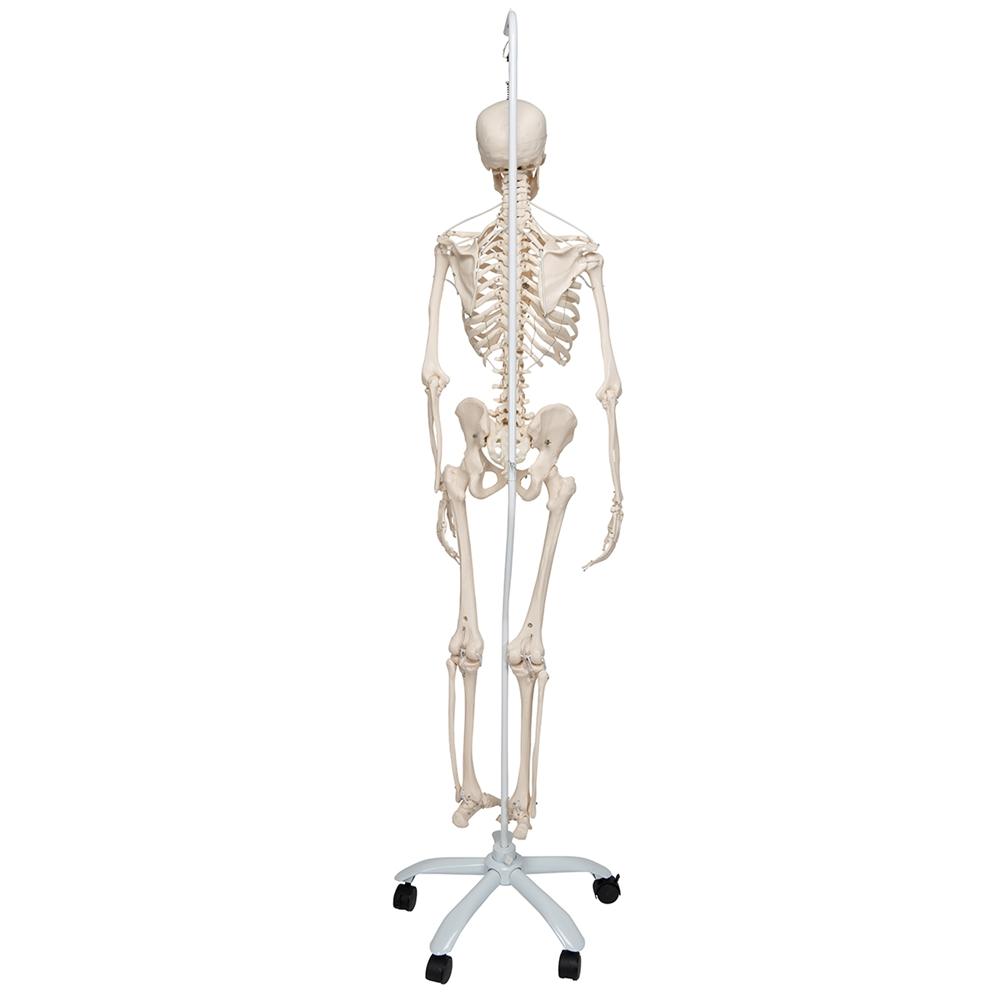 Posable Functional Skeleton Model - Frank Anatomical Figure for Medical Education & Halloween Decor | Perfect for Classroom, Doctor Office & Haunted House Displays