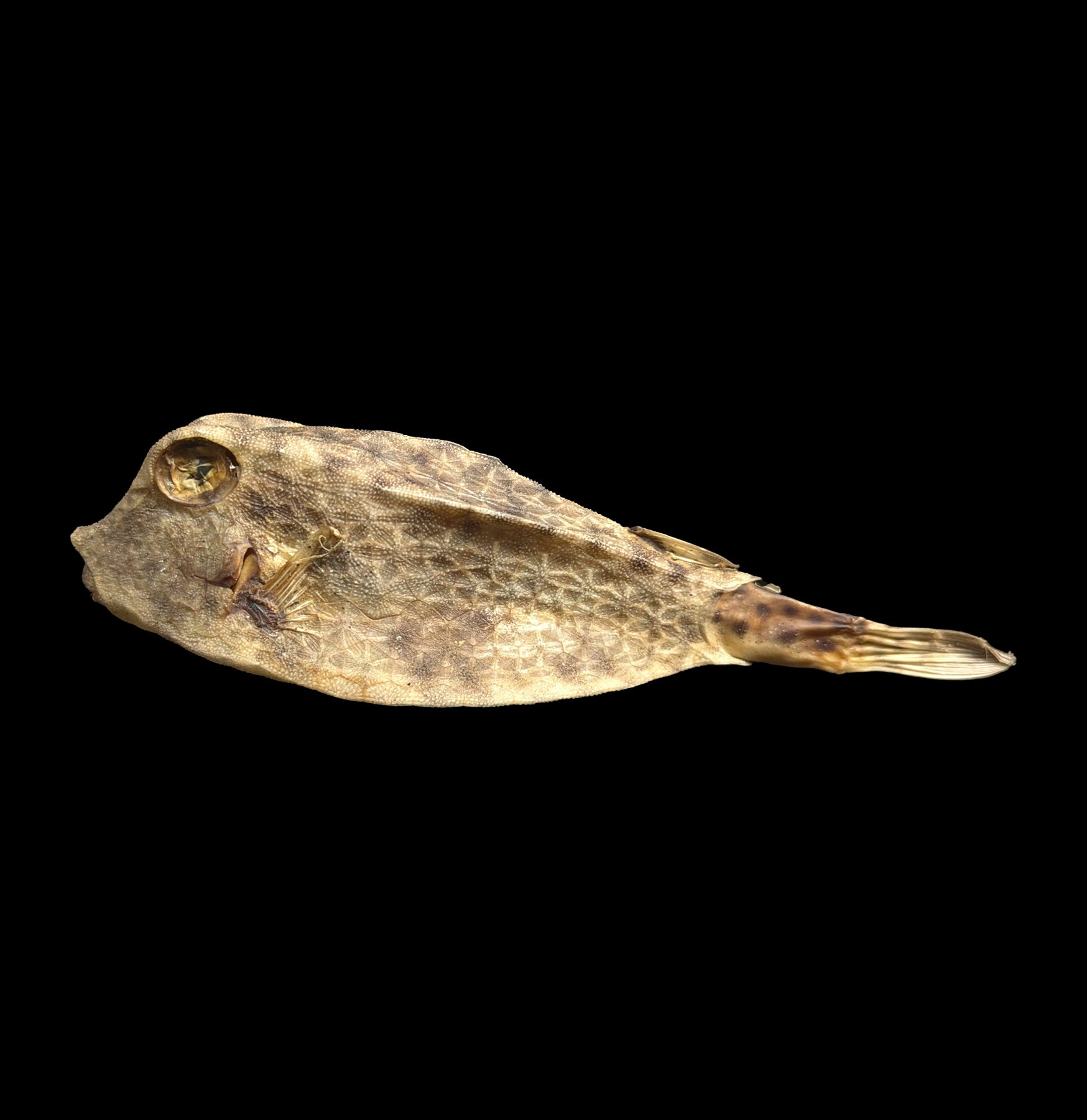 Realistic Taxidermy Cow Fish Mount - Handcrafted Wall Decor for Home, Office & Hunting Lodge | Perfect for Rustic Cabin, Man Cave & Fishing Enthusiasts