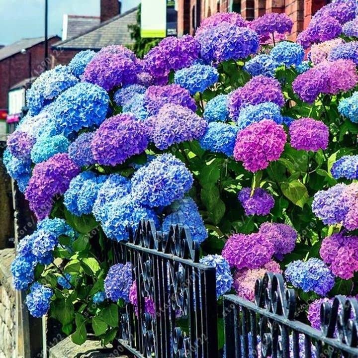 30pcs Blue Pink Purple Hydrangea Seeds - Stunning Resilient Perennial Flower Seeds for Garden Planting | Perfect for Home Gardens, Landscaping & Wedding Decorations