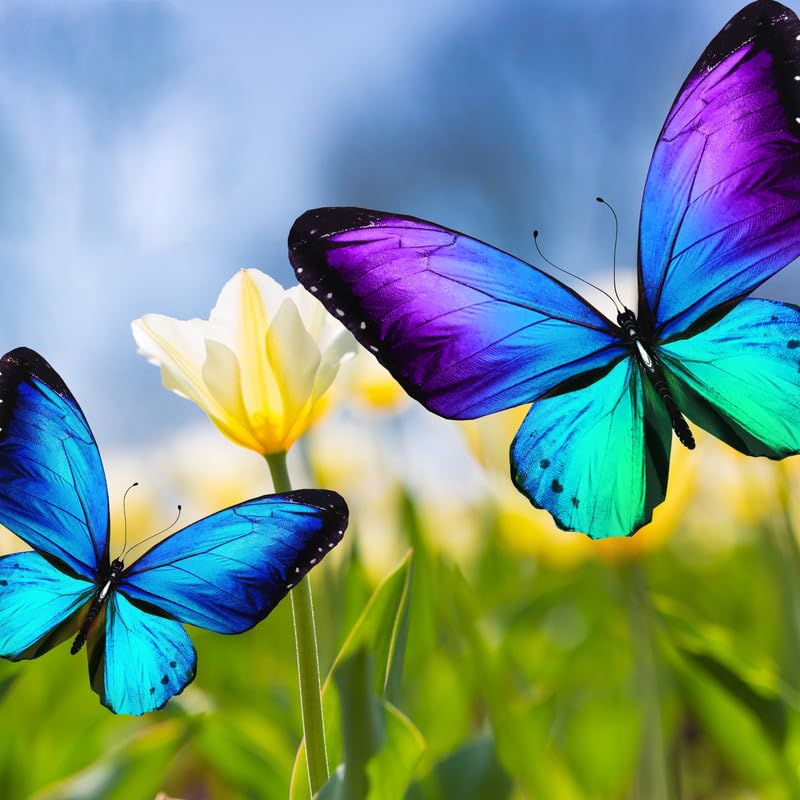 Wild Butterflies