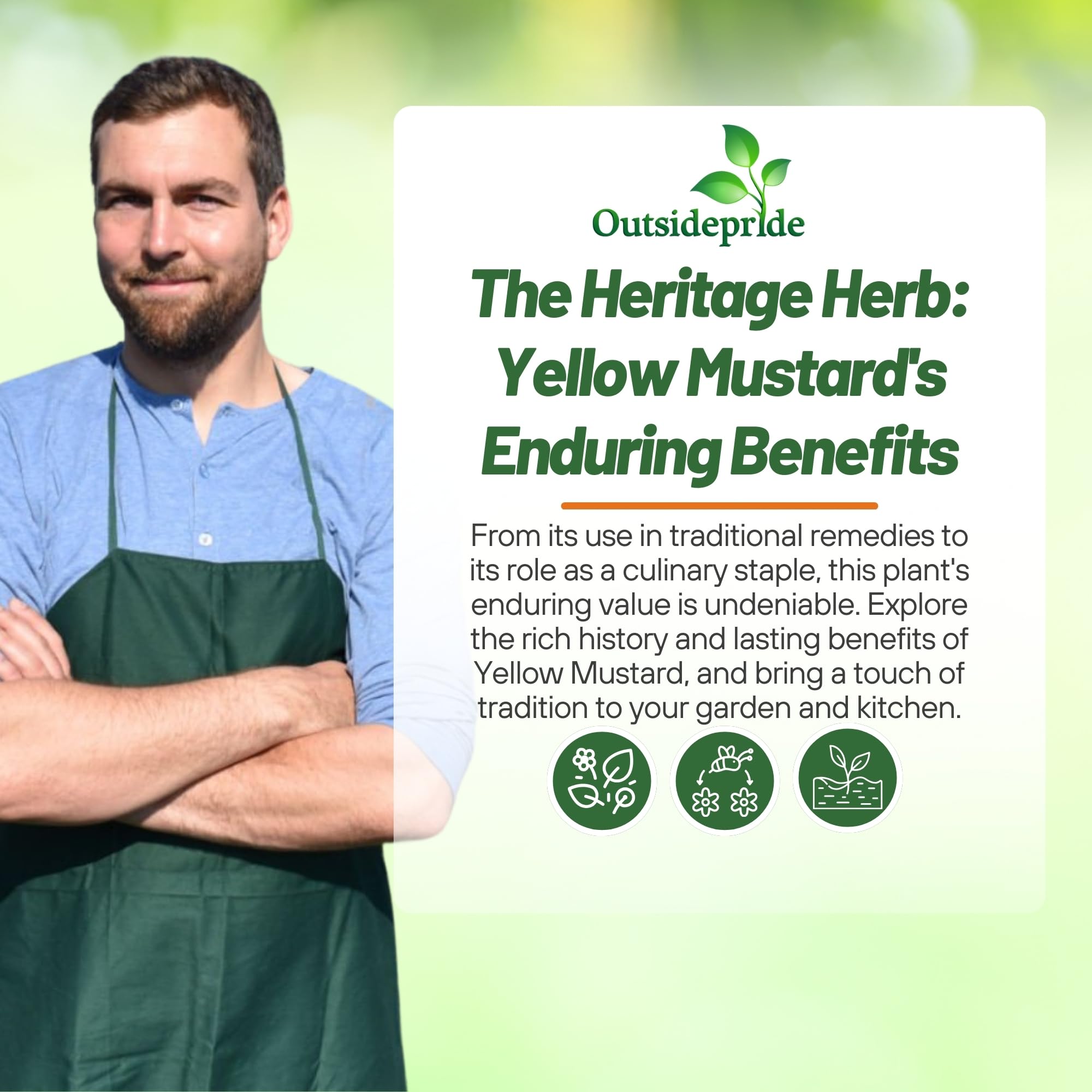 Outsidepride 10000 Seeds Annual Yellow Mustard Herb Garden Seeds - Non-GMO Microgreens, Sprouts & Cooking Use - Perfect for Salads, Sandwiches & Home Gardening