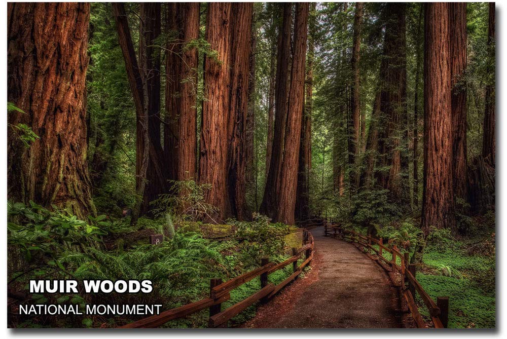 Muir Woods National Monument Souvenir Fridge Magnet - 2.5