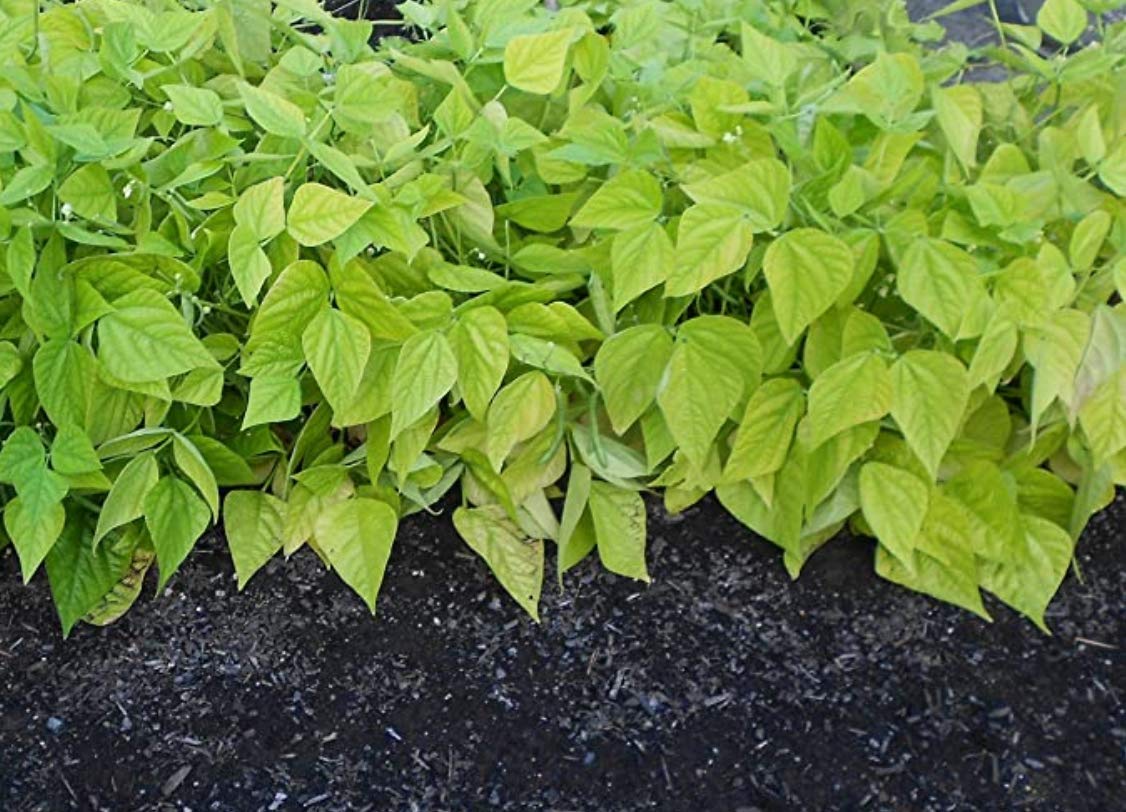 Blue Lake Bush Green Bean Seeds - 50+ Heirloom Non-GMO Vegetable Seeds for Planting (Phaseolus vulgaris) - Perfect for Home Gardens, Organic Farming & Fresh Salads