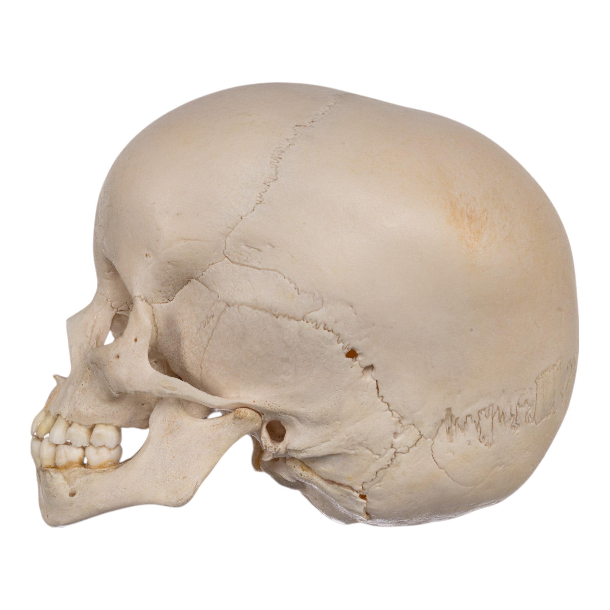 Authentic Human Child Skull Replica - Medical Education & Forensic Study Specimen for Anatomy Classes, Halloween Decor, and Horror Movie Props