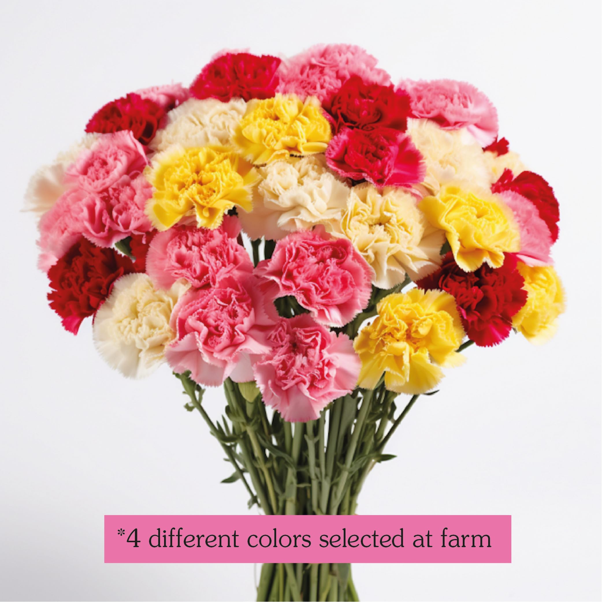 100 Assorted Fresh Carnations - Beautiful Birthday, Anniversary, Wedding & Home Decor Flowers - Perfect for Gifts, Events & Floral Arrangements (OM)
