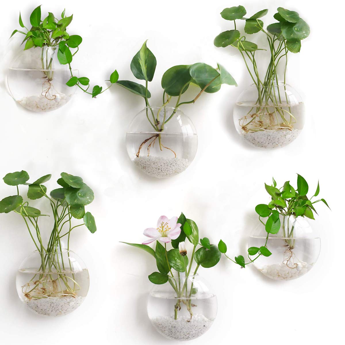 6 Pack Round Glass Wall Hanging Planters - Air Plant Terrariums & Flower Vase for Indoor/Outdoor Decor - Perfect for Succulents, Herbs & Home Garden Display