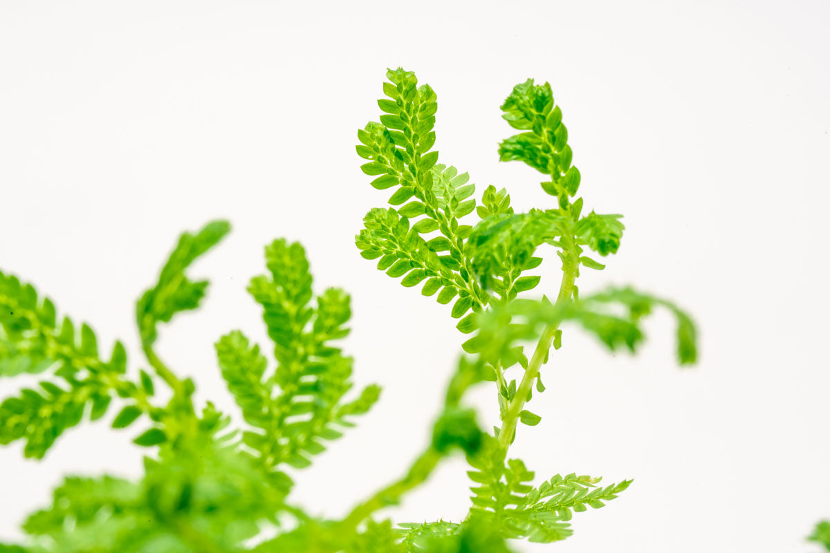 Selaginella Siamensis Hieron - Rare Tropical Fern Plant for Home & Garden Decor | Perfect for Terrariums, Indoor Gardens, and Landscaping