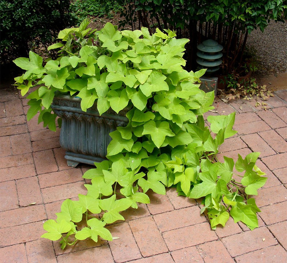 American Plant Exchange Live Desana Lime Sweet Potato Vine Plant - 6