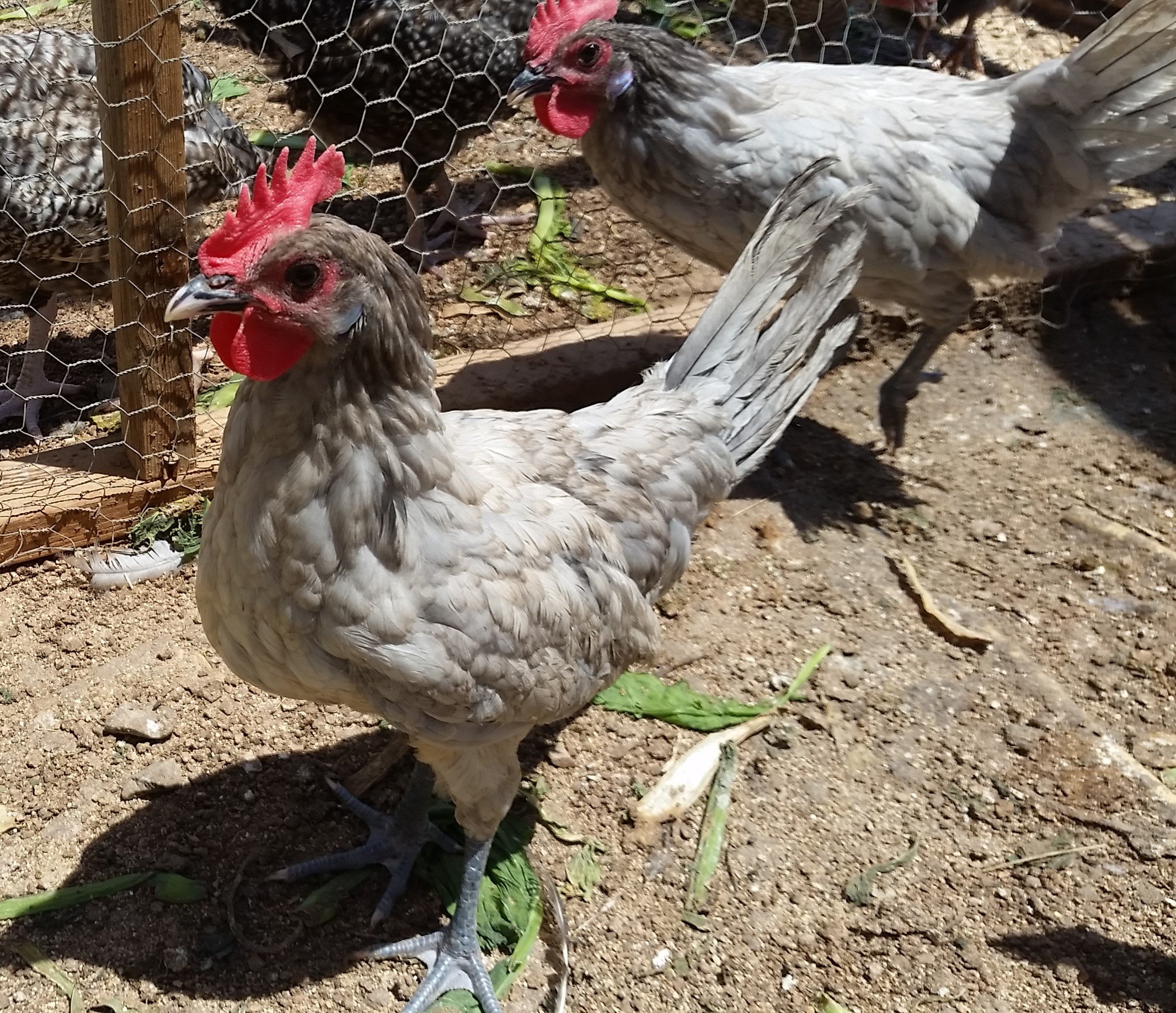 6 Fertile Chicken Hatching Eggs for Backyard Farming & Homesteading | Fresh Poultry Breeding Eggs for Incubation