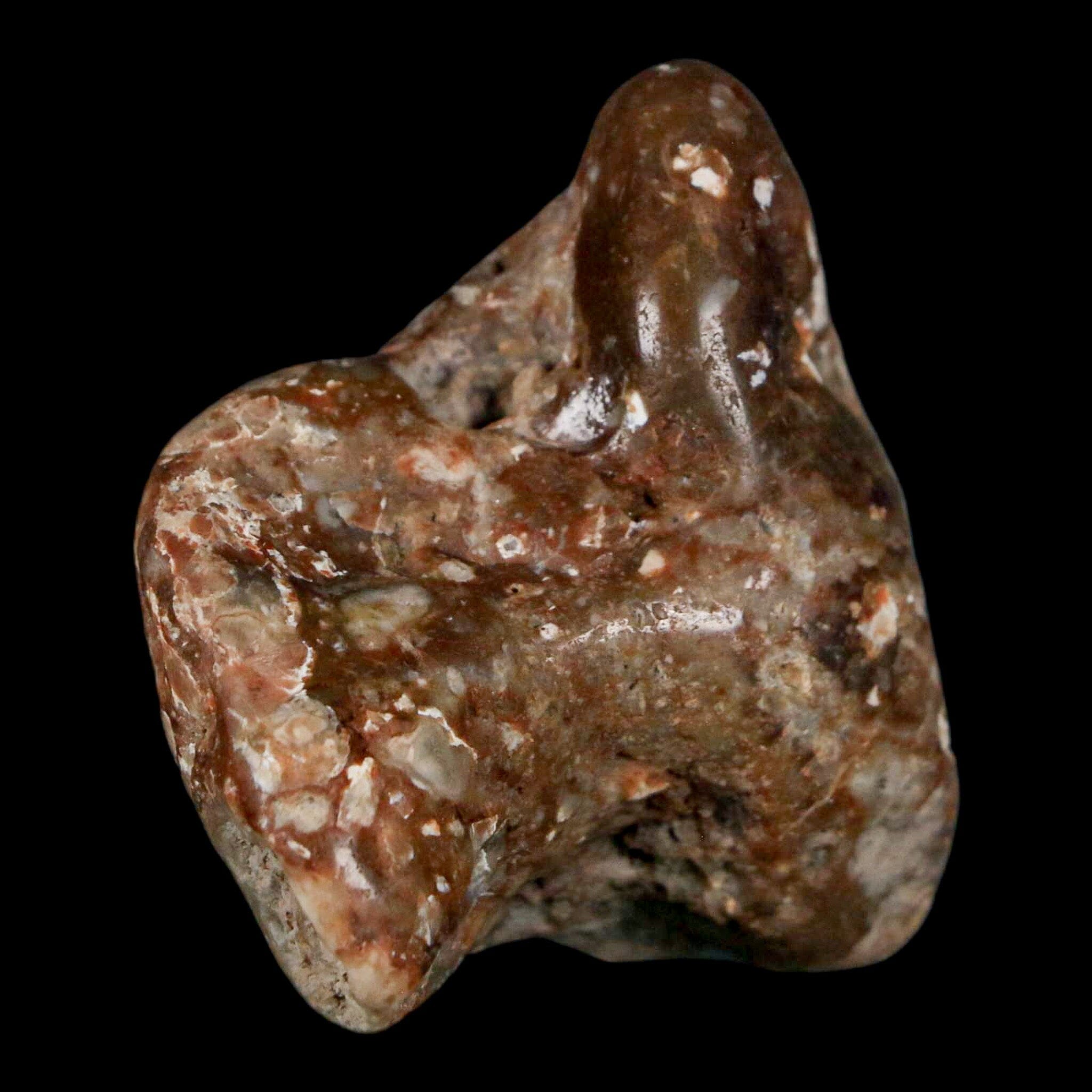 2 Authentic Sauropod Dinosaur Gastrolith Stomach Stones - Fossilized Gizzard Rocks with COA - Perfect for Paleontology Collections & Educational Displays