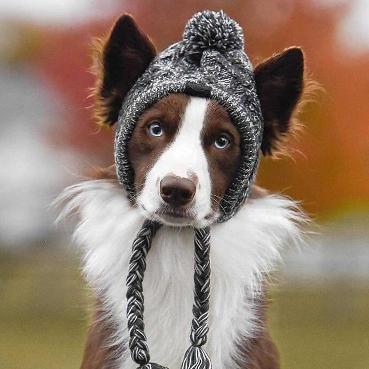 Warm Knitted Dog Hat with Ear Holes for Small Medium Dogs - Winter Pet Accessory for Outdoor Walks