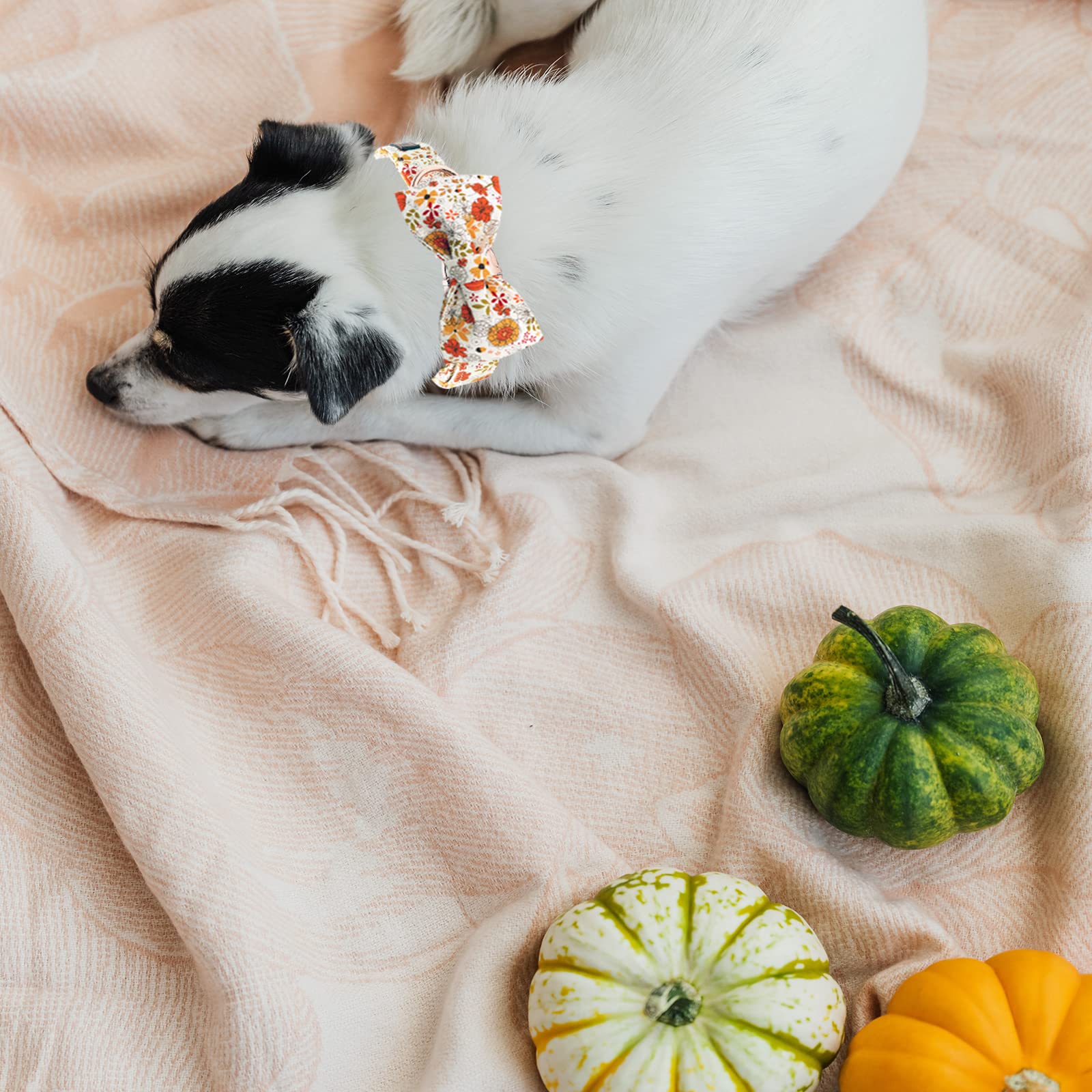 Premium Adjustable Heavy Duty Dog Collar with Bowtie - Fall Pumpkin Design for Medium Dogs | Durable Pet Collar for Daily Walks, Training & Special Occasions