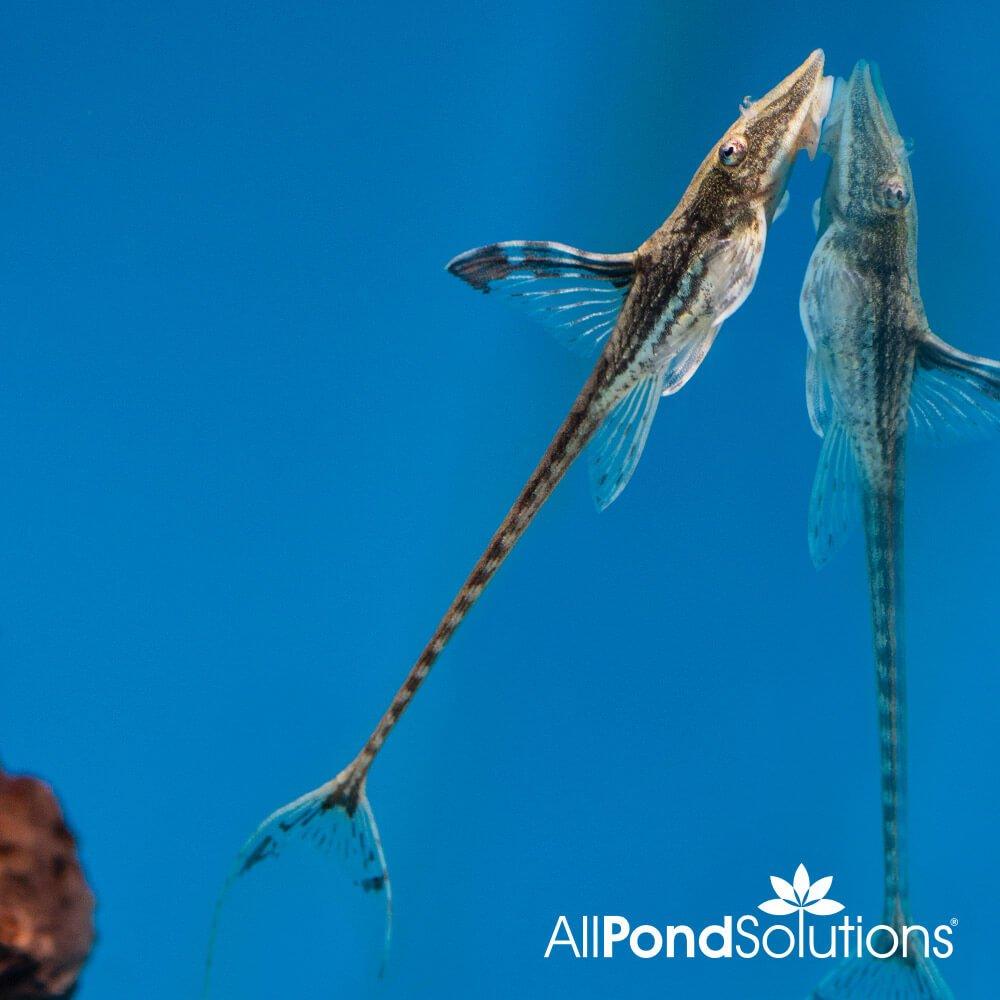 Royal Twig Catfish (Sturisoma panamense) - Unique Freshwater Aquarium Fish for Planted Tanks & Community Aquariums