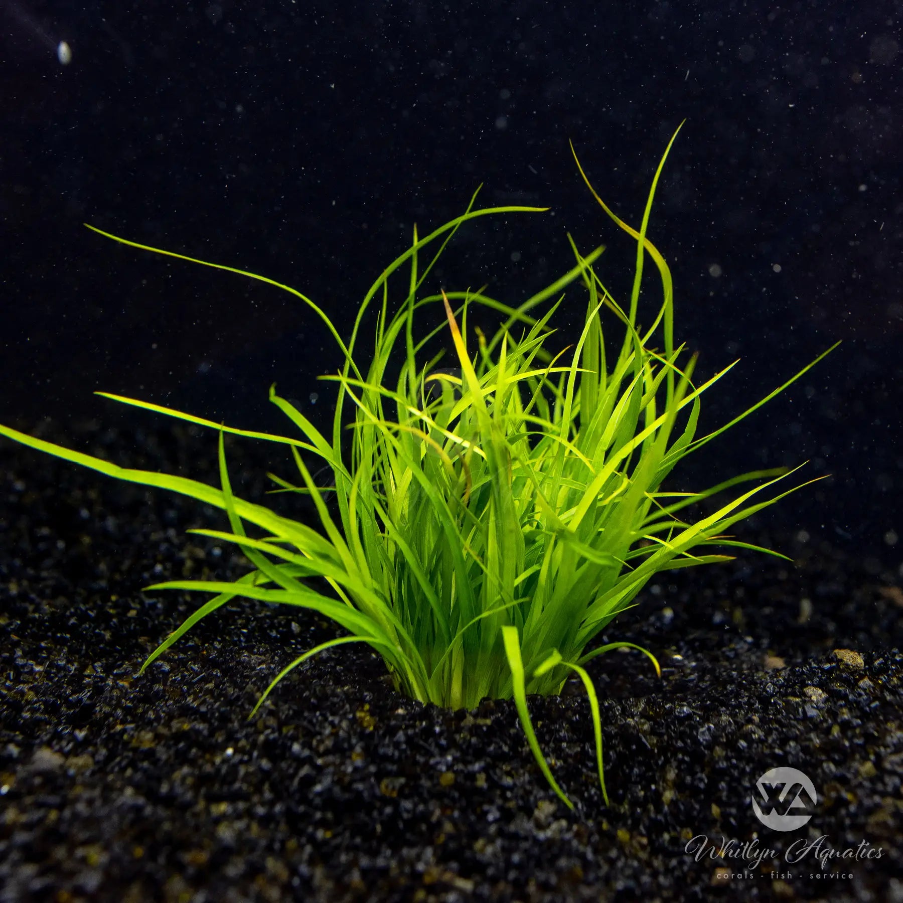 Juncus Repens Live Aquatic Plant for Aquariums & Ponds - Perfect for Freshwater Fish Tanks, Water Gardens & Aquascaping