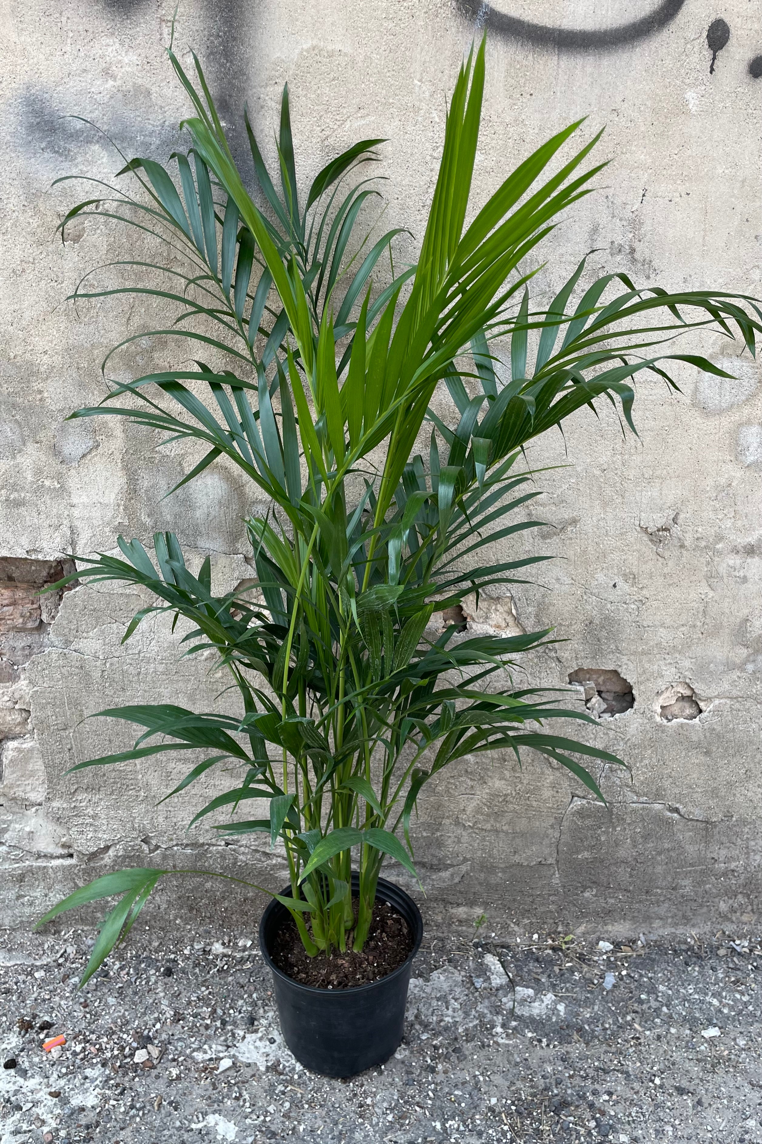 Chamaedorea Cataractarum (Cat Palm) 8