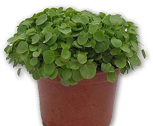 Creasy Greens Southern Seeds (200 Count) - Heirloom, Non-GMO, Easy to Grow | Perfect for Salads, Soups, and Southern Cooking