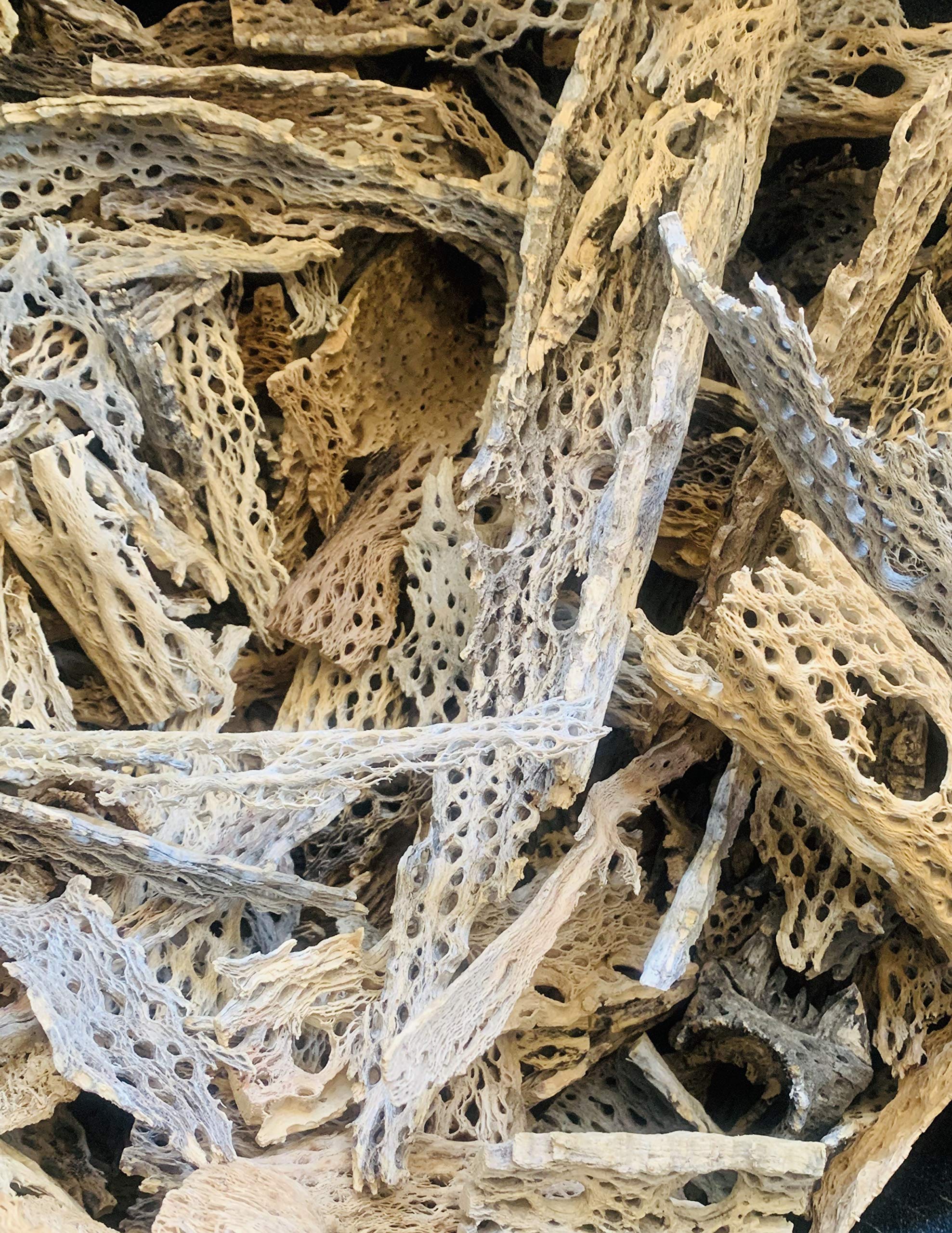 Premium Teddy Bear Cholla Wood Shards 1/2-13 inch - Natural Aquarium Decor for Shrimp, Biofilm, Fish Tanks, Isopod Habitats & Bioactive Terrariums - Bulk 5lb Wholesale Craft Wood Pieces (Perfect for DIY Vivarium Setups & Aquatic Ecosystems)