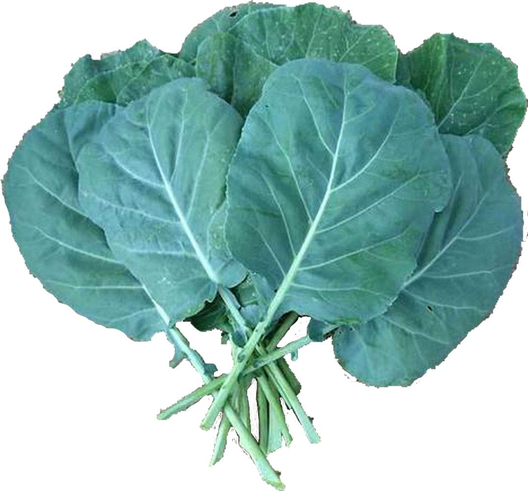 UtopiaSeeds Champion Collard Seeds - Premium Collard Greens Seeds for Home Gardening - Fresh, Delicious Vegetable for Salads, Soups & Southern Cooking