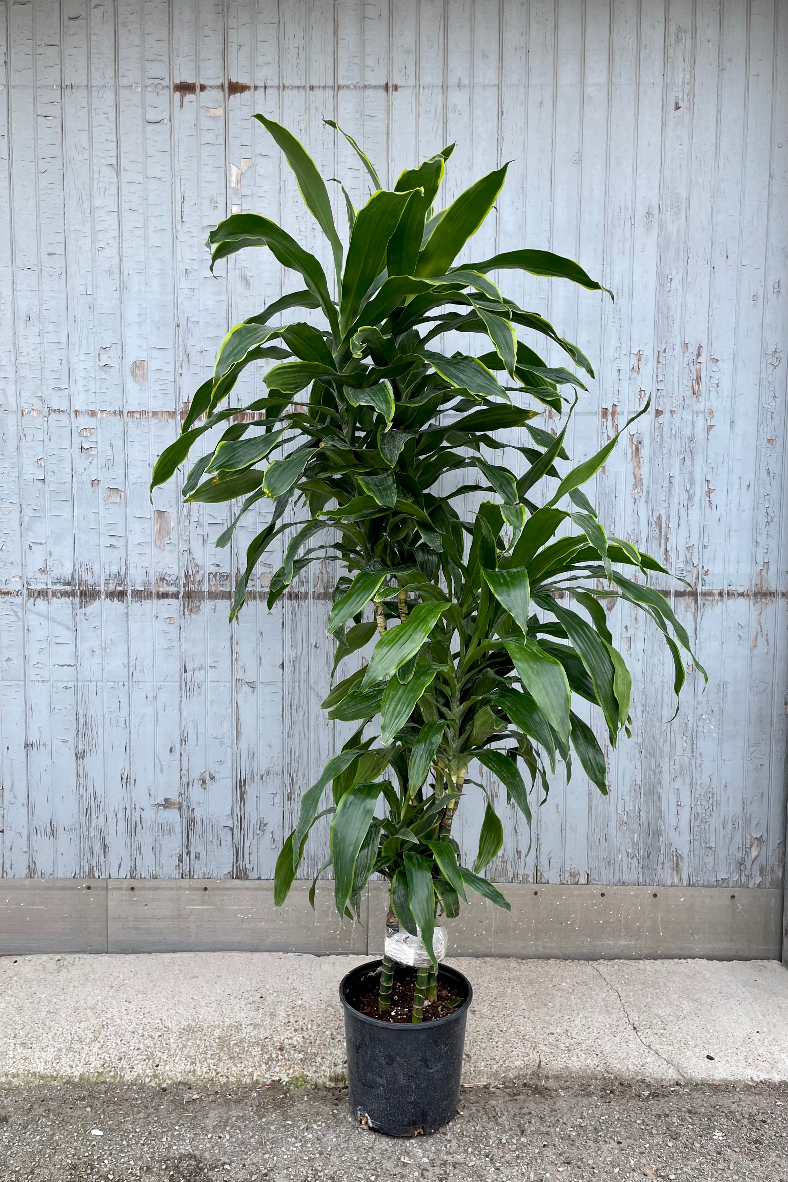 Dracaena 'Art' Staggered Cane 10