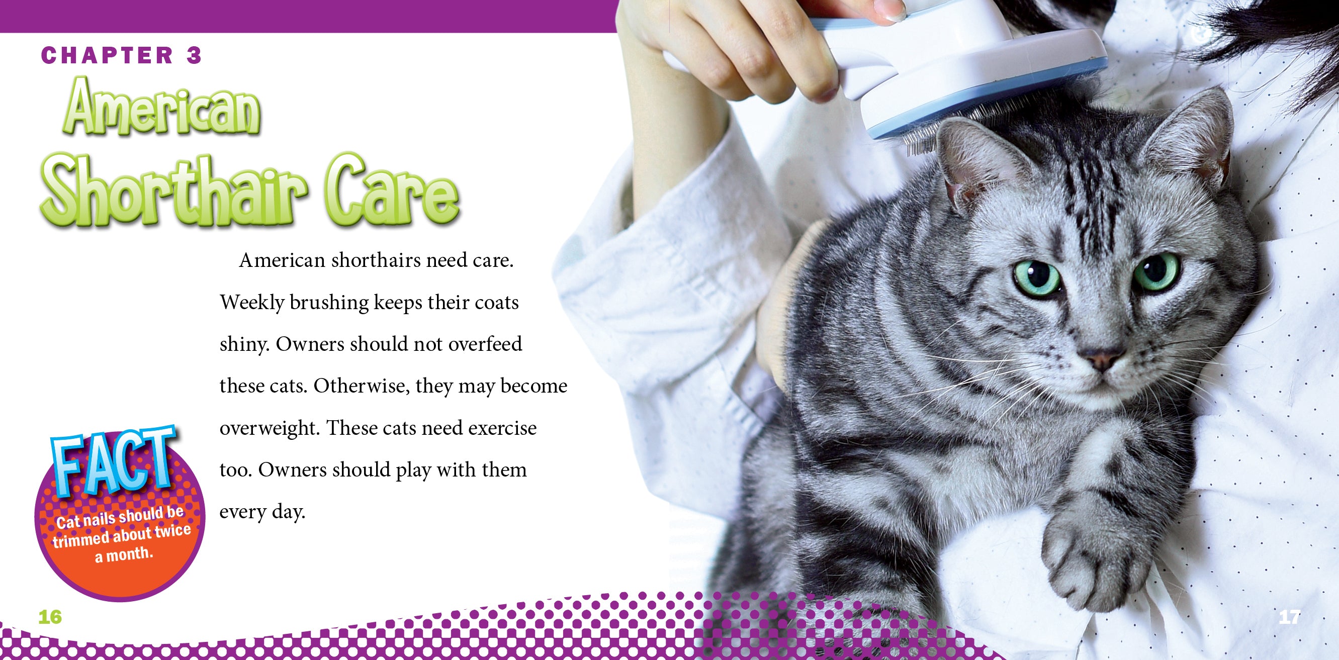 American Shorthair Cats - Adorable Domestic Shorthair Kittens for Sale | Perfect Family Pets & Companion Animals for Home