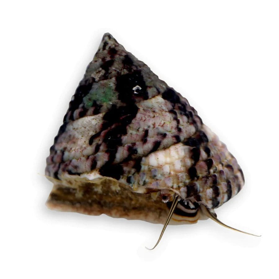 Clean Up Crew Pack (Small) - Natural Aquarium Cleaners for Small Tanks - Perfect for Freshwater & Nano Aquariums